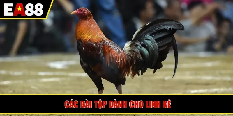 Các bài tập dành cho linh kê