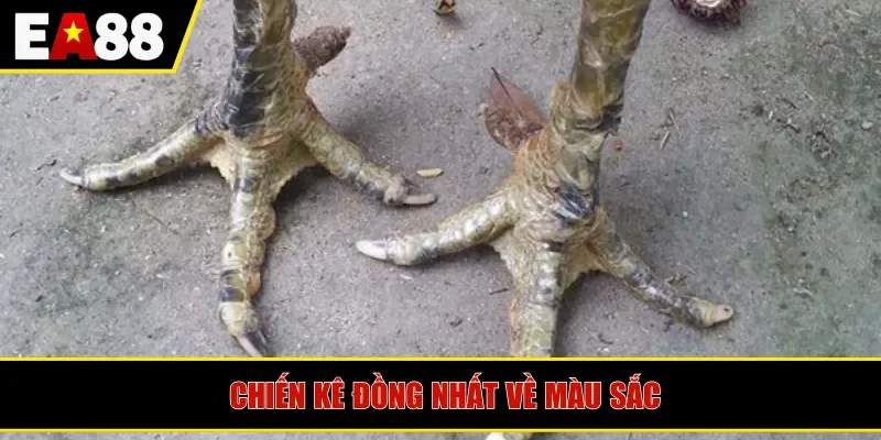 Chiến kê đồng nhất về màu sắc