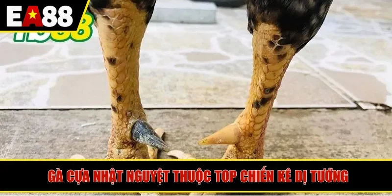 Gà cựa nhật nguyệt thuộc top chiến kê dị tướng