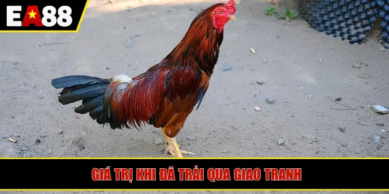 Giá trị khi đã trải qua giao tranh