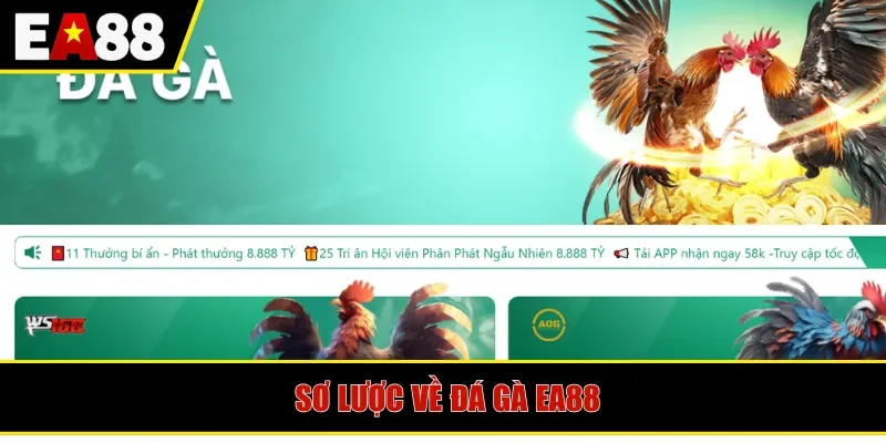 Sơ lược về đá gà EA88
