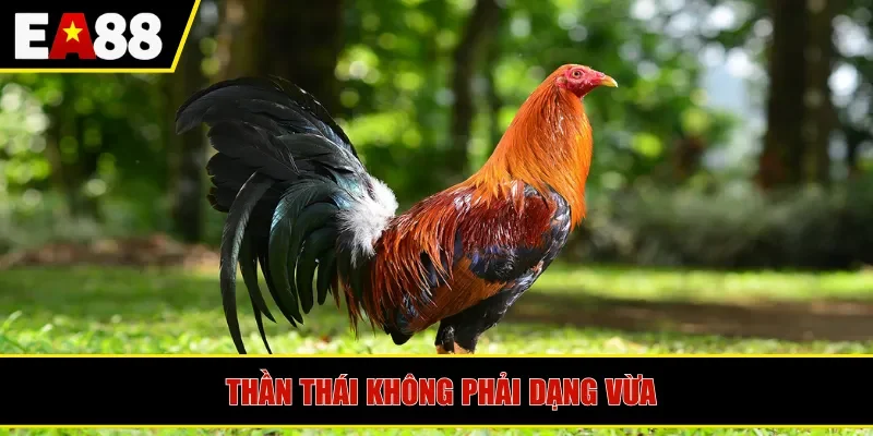 Thần thái không phải dạng vừa