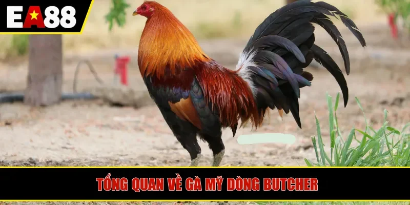 Tổng quan về gà Mỹ dòng butcher